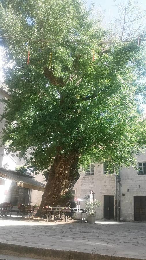 Guesthouse Nikoleta Kotor Dış mekan fotoğraf